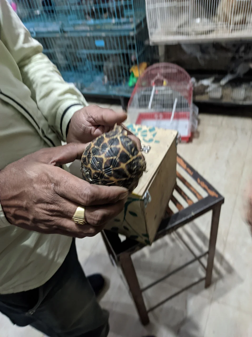 An Indian star tortoise on sale