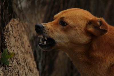 Gurugram housing society management fined Rs 4L over dog bite incident