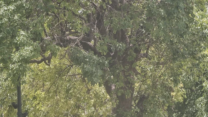 People take shelter under a tree on a hot afternoon in Delhi