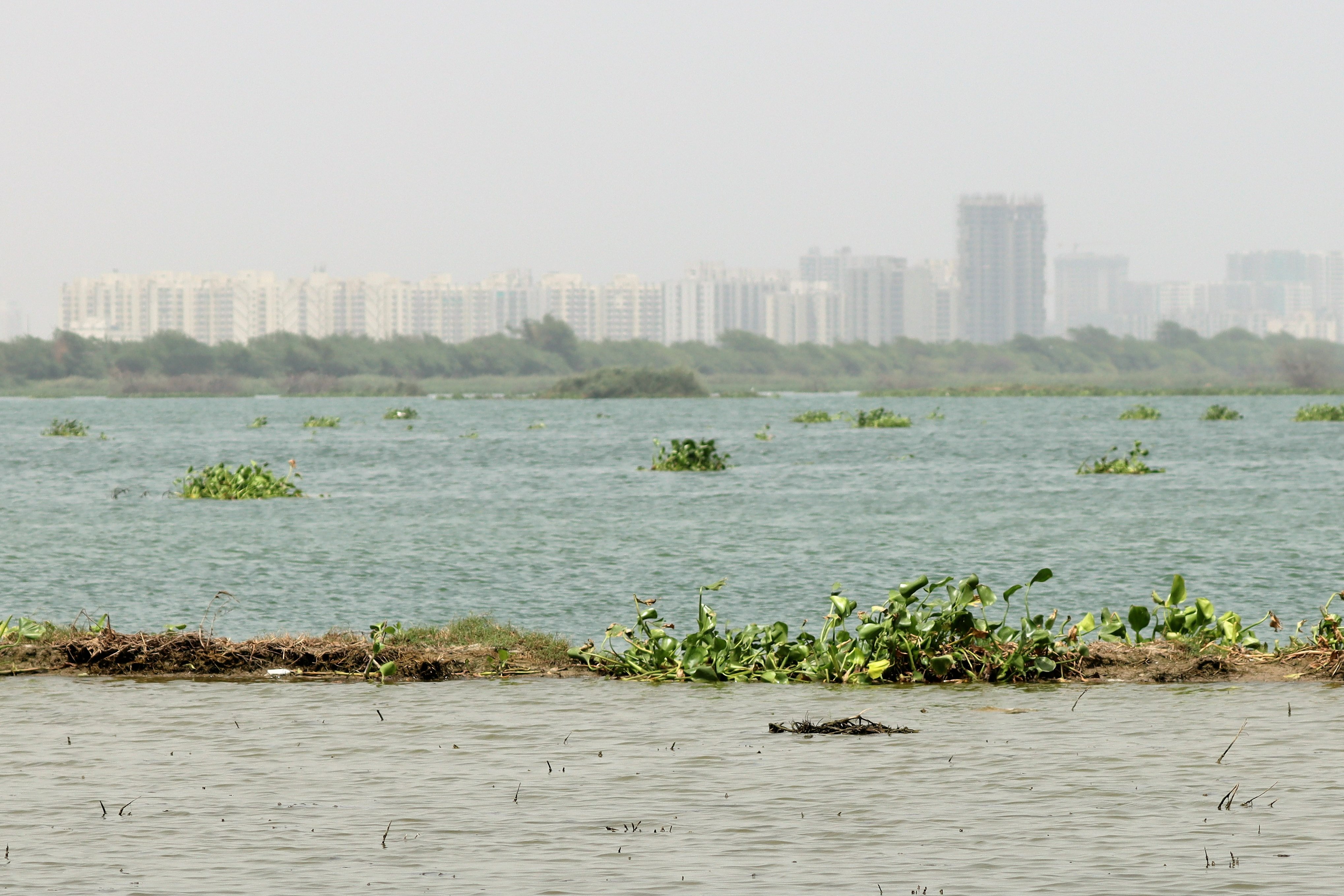 Mysterious mass fish deaths reported in Delhi's Najafgarh drain; water samples collected: Officials