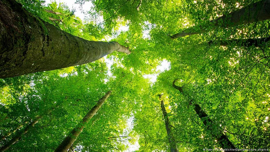 CPWD to transplant 222 trees to make space for multi-storey in central Delhi