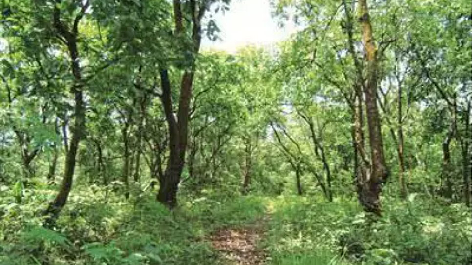 554 sq km forest area diverted for non-forestry purposes in last 3 years, shows govt data