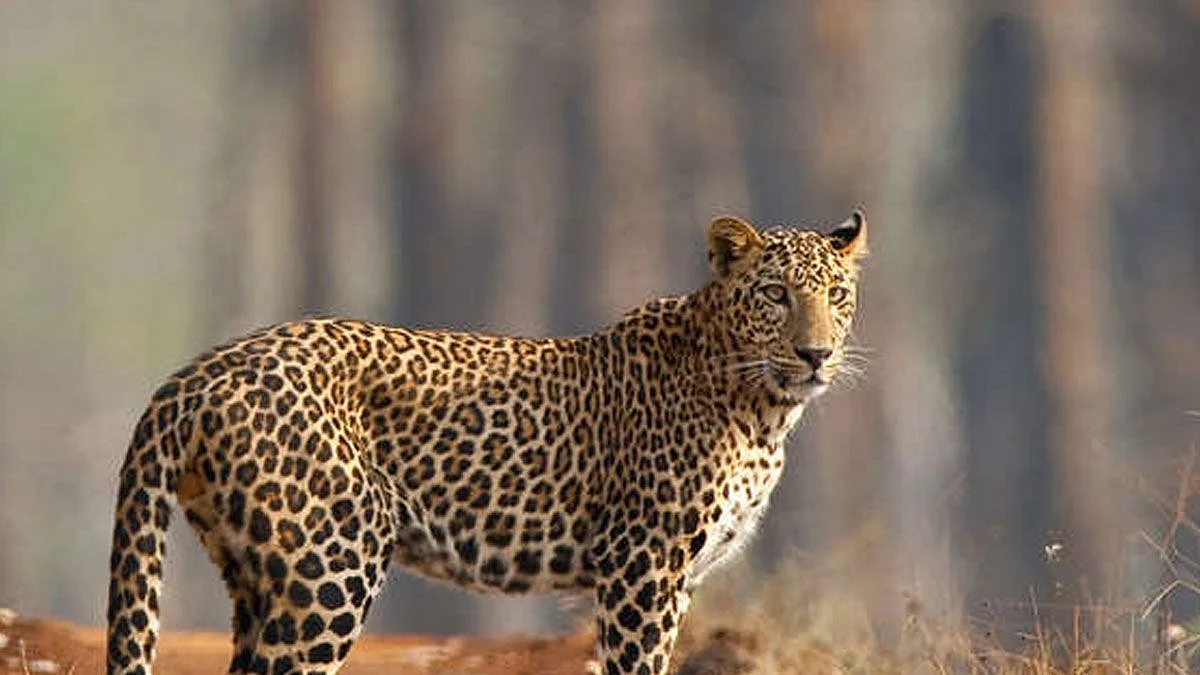 Madhya Pradesh is home to 3,421 leopards, the highest in the country (Representational image)