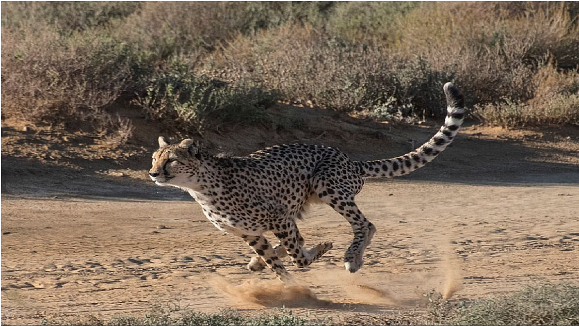 Relocating Cheetahs in India: Everything you wanted to know