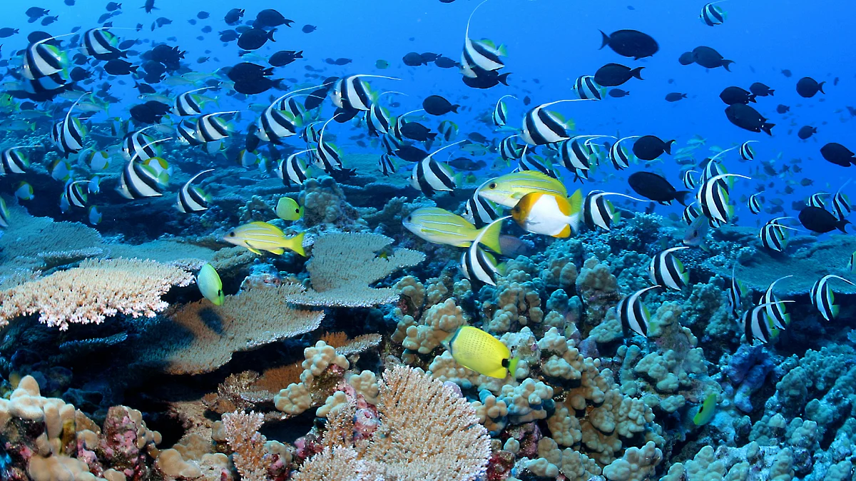 Half of world's coral reefs face climate change threat by 2035: Study