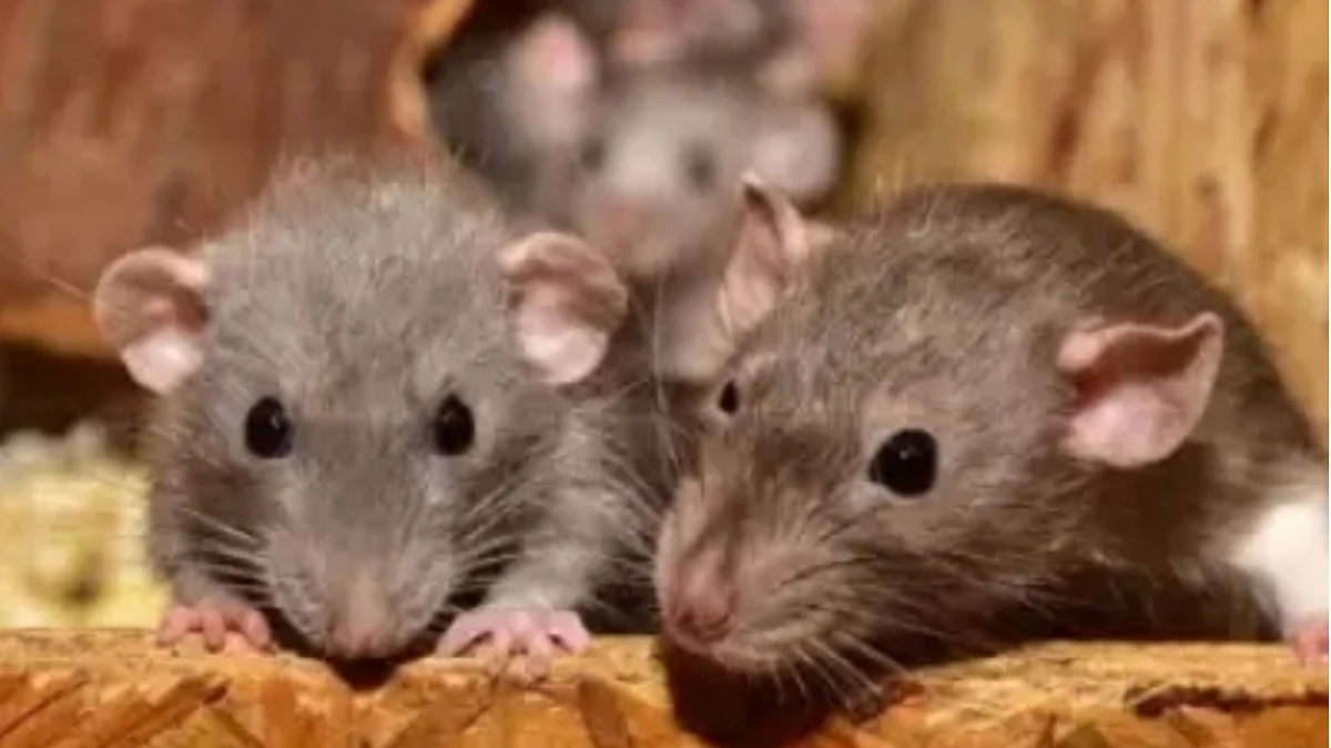 UP Police claim: 'Rats ate up 581 kg marijuana'