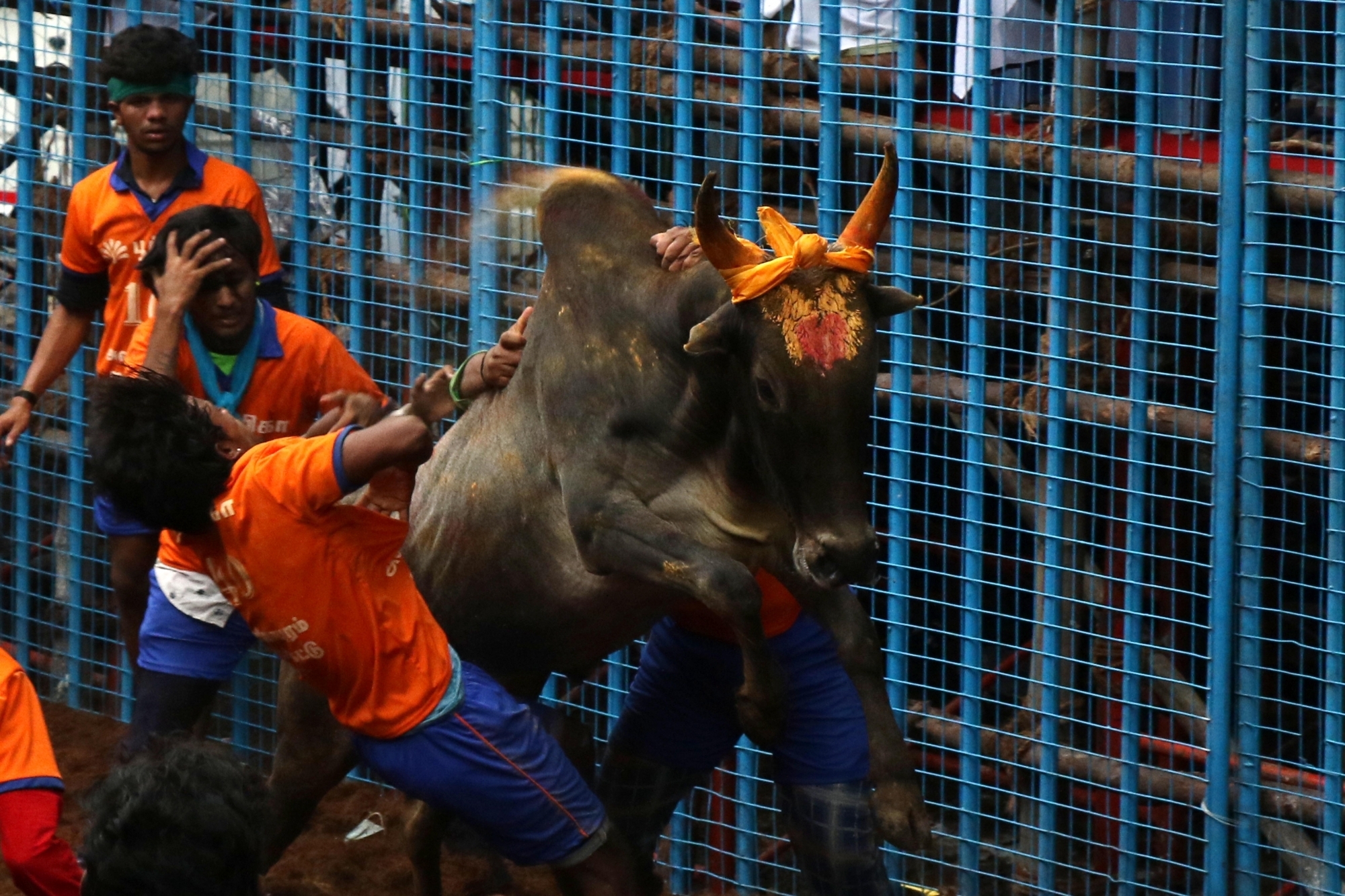 Tamil Nadu holds first Jallikattu event in Pudukottai, 74 injured