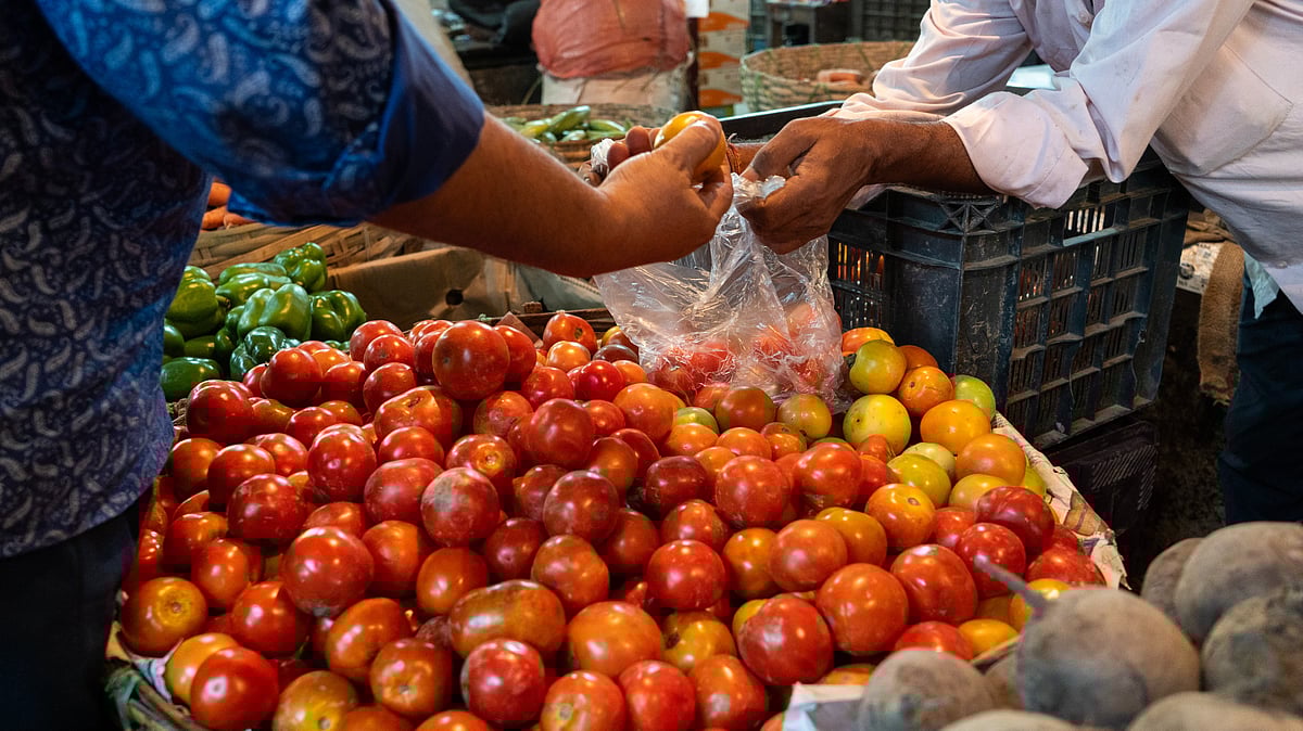 Pune farmer becomes millionaire off rising tomato prices, earns Rs 3 cr in  1 month