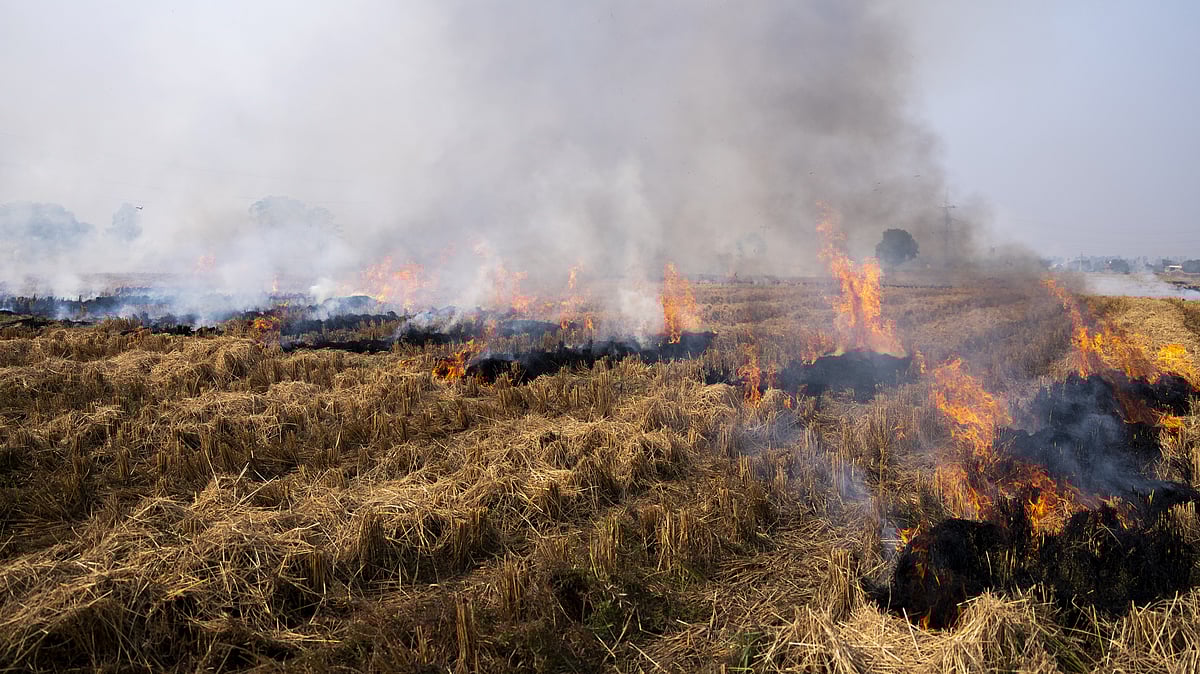 Punjab move to curb stubble burning lets 'environment protectors' skip  queues