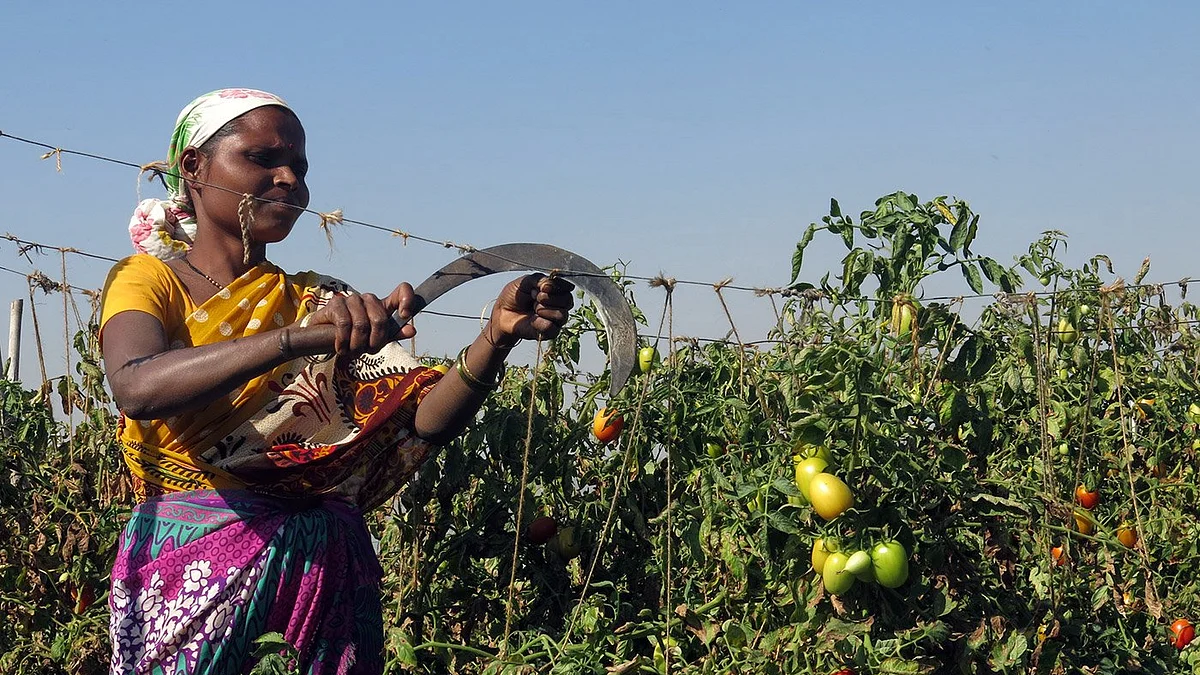 takes the sauce out of Nashik’s tomatoes