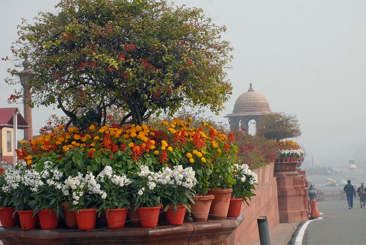 Mughal Gardens open for public from February 6 flowers in pictures