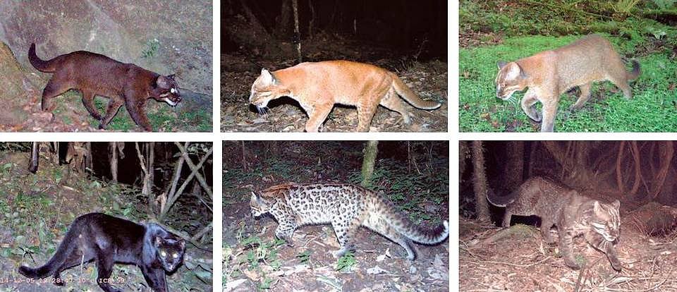 Idu-Mishmi tribe owned forests in Arunachal Pradesh sees six colour
