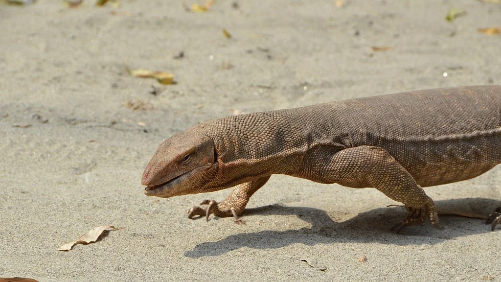 3foot monitor lizard rescued from Agra ashram