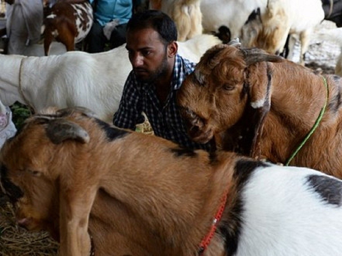 No buyers, huge losses COVID19 turns Eid insipid for goat sellers
