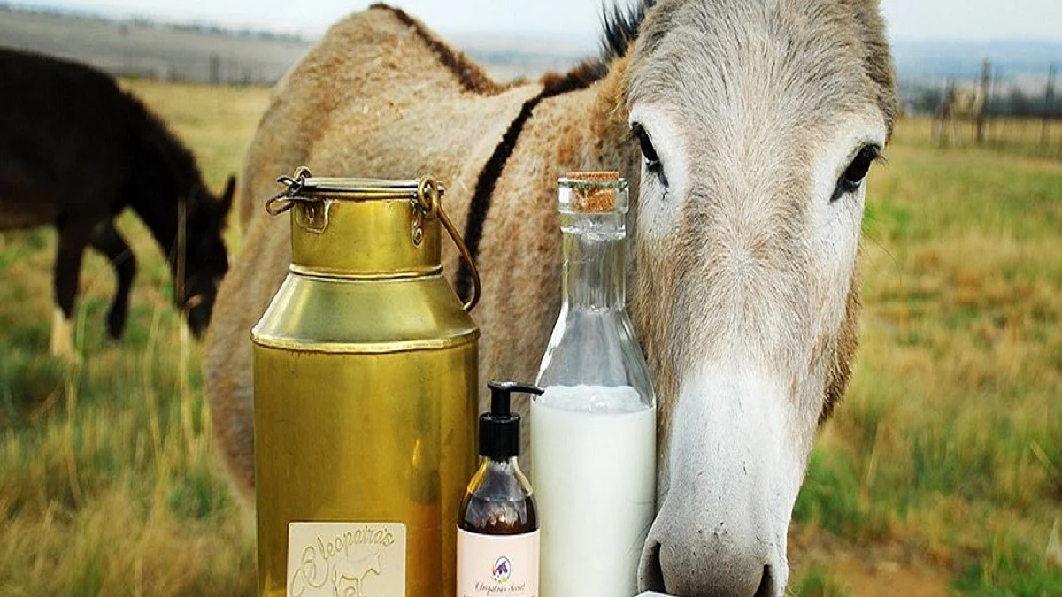 Move aside cows, here comes donkey’s milk! At ₹ 7000 per litre, it can