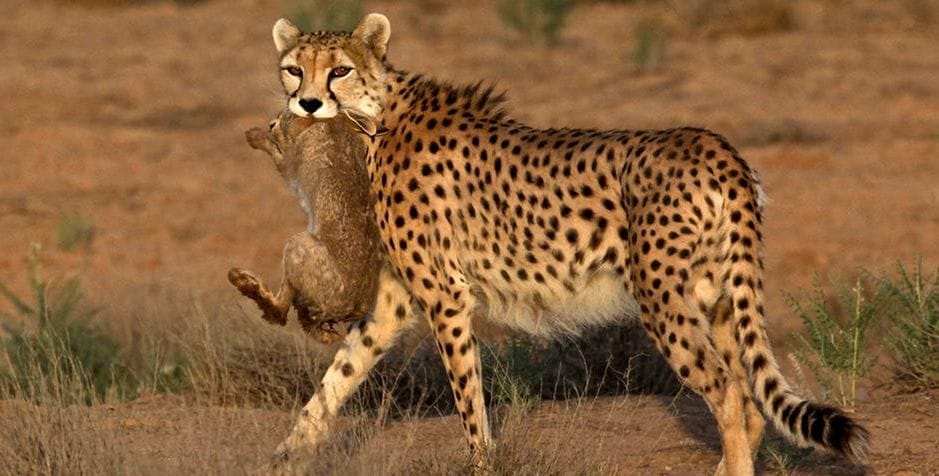 Cheetahs To Make A Comeback In India