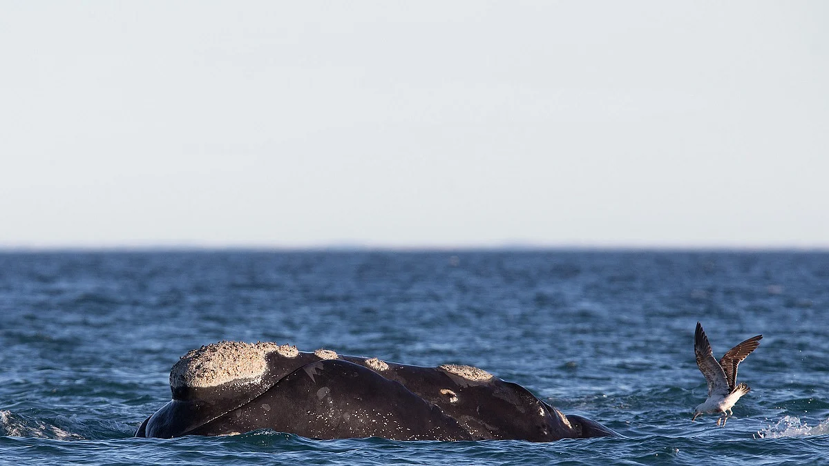 Scientists begin assessment of marine mammal population