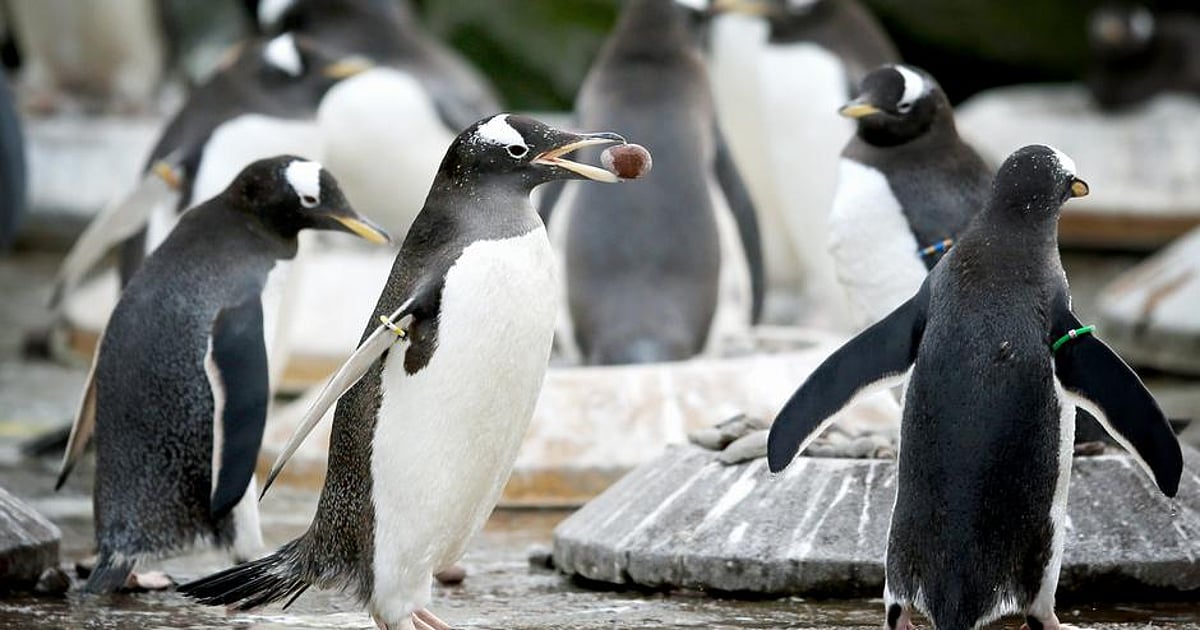 Penguin Call Penguins adapt their voices to sound like their companions: new study
