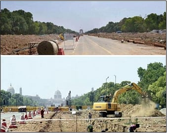 trees in the central vista jamun trees