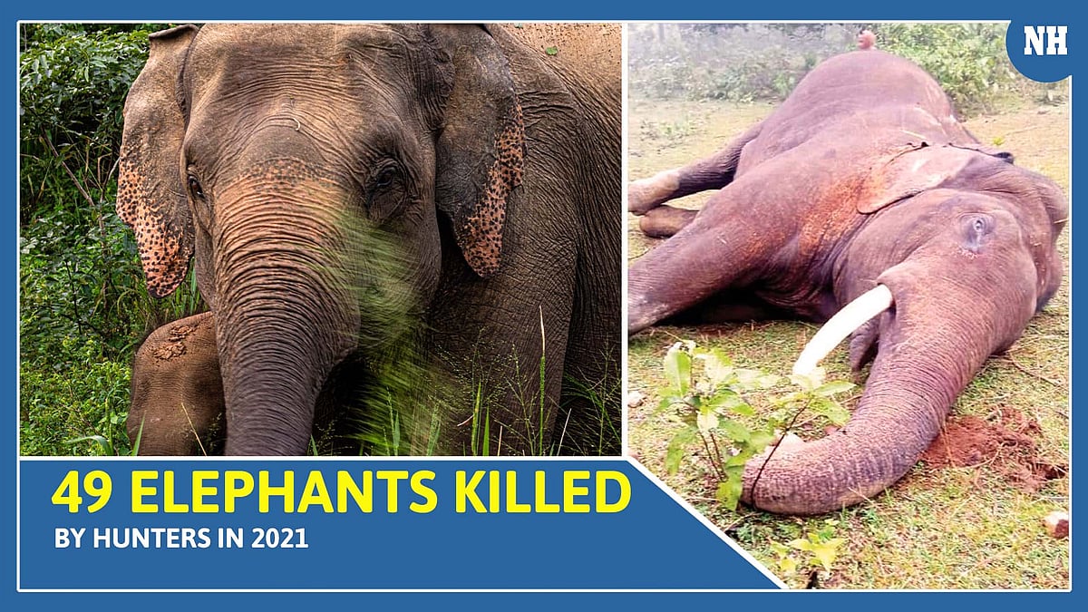 49 Elephants killed by hunters in 2021