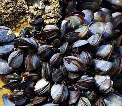 Microplastics in blue mussels signal plastics in human food supplies