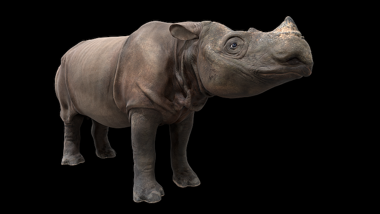 An image of the first 3D digital copy of the Sumatran rhino