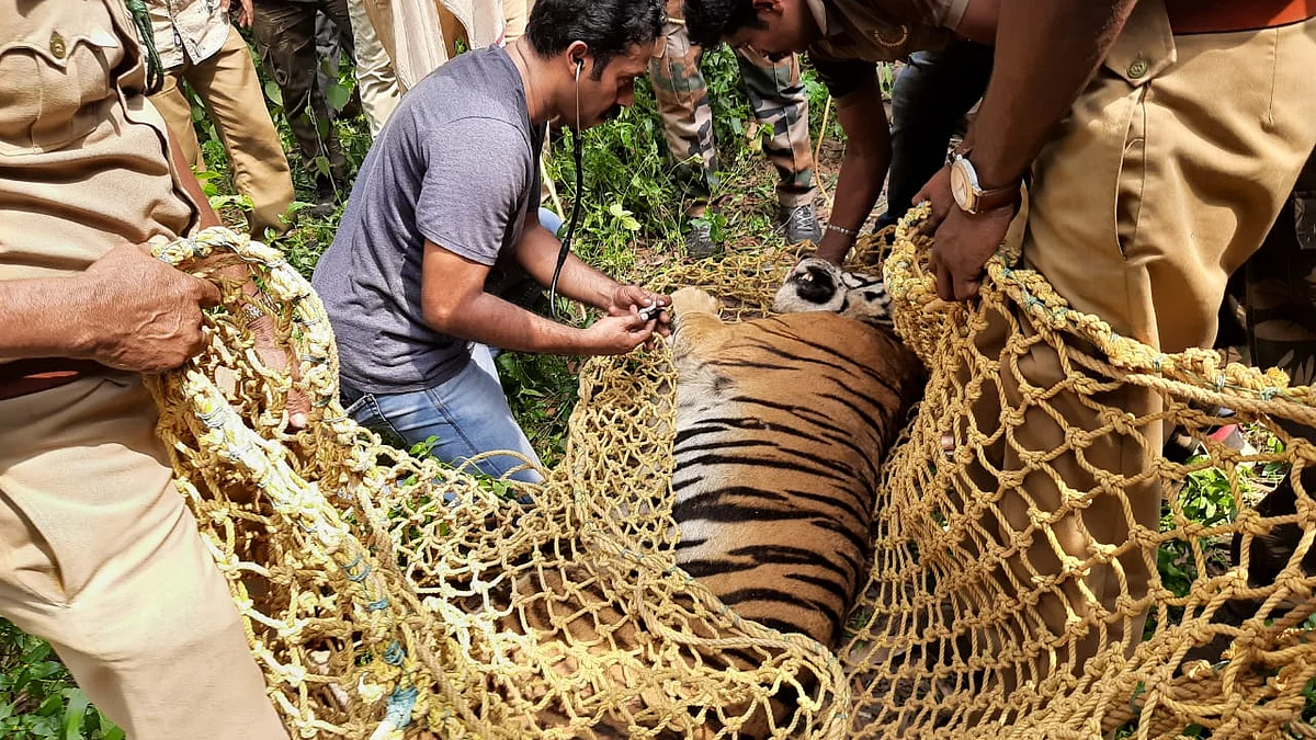 Forest Minister orders probe into the escape of tigress Vaiga from Neyyar Lion Safari Park