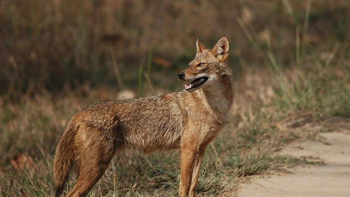 Have you seen a jackal in Kerala? If yes, you can take this survey