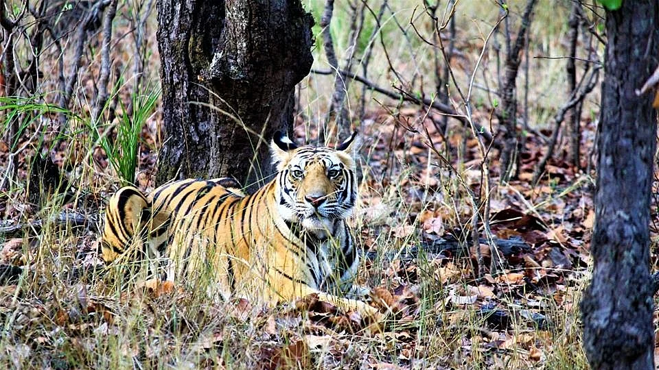 Photo: Kushagra Dixit/IANS