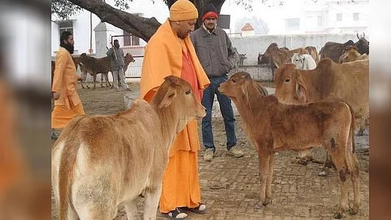 योगी सरकार की गौ-सेवा सरकारी कर्मचारियों को पड़ी भारी, आया एक दिन का वेतन काटने का फरमान