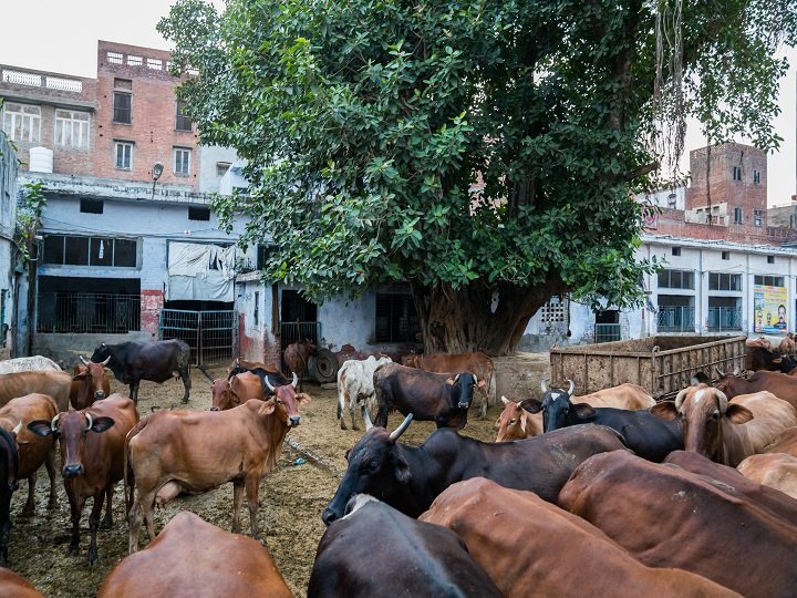 चुनाव से ठीक पहले दिल्ली के त्रिलोकपुरी में दो गायों के शव मिलने से सांप्रदायिक तनाव, पुलिस ने बढ़ाई सुरक्षा