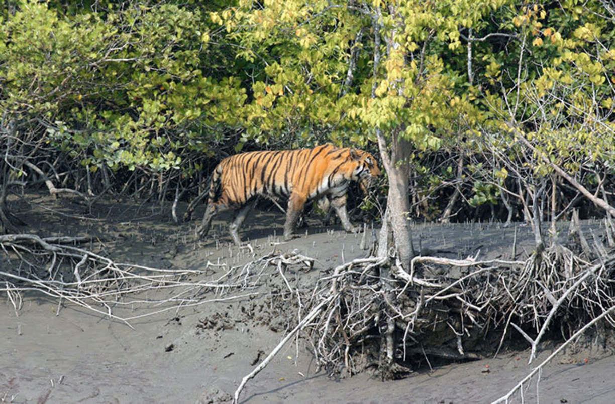 बदलते मौसम और समंदर का तल बढ़ने से रॉयल बंगाल टाइगर पर खतरा, करोड़ों की आबादी पर भी पड़ेगा असर