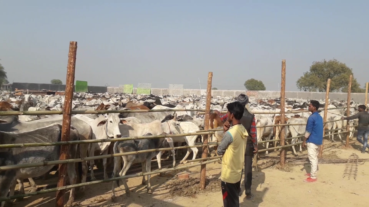 करोड़ों के खर्च से चलने वाली यूपी की गौशालाओं में तड़प-तड़प कर मर रही हैं गायें, आखिर क्यों चुप है योगी सरकार !