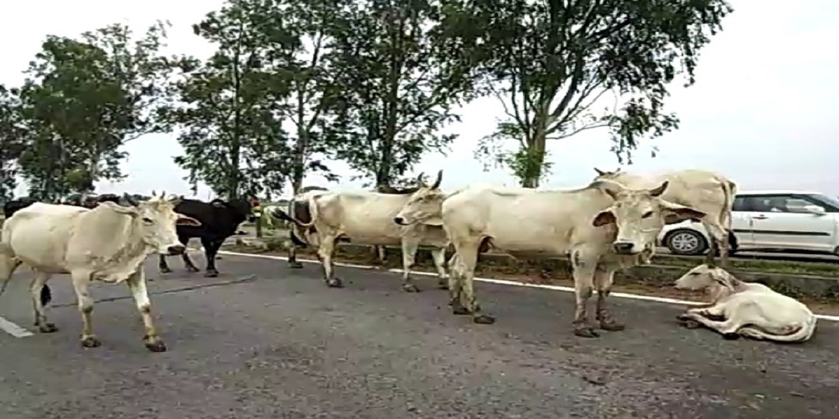 यूपीः गौ संरक्षण पर किरकिरी के बाद चेहरा बचाने में जुटी योगी सरकार, लापरवाही पर एक डीएम सहित 5 अधिकारी नपे