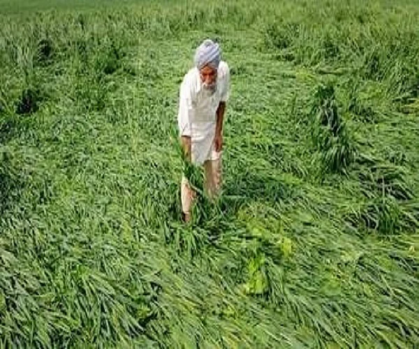 पंजाब में बेमौसम बरसात और ओलावृष्टि का किसानों पर कहर, बड़ी तादाद में फसलें तबाह