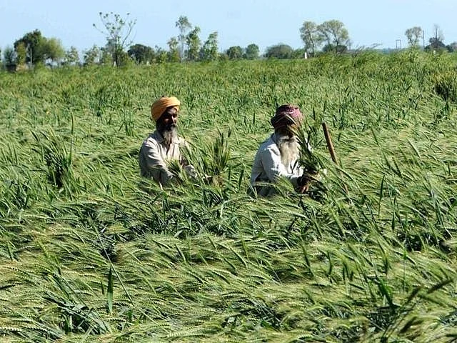 पंजाब में बेमौसम बरसात और ओलावृष्टि का किसानों पर कहर, बड़ी तादाद में फसलें तबाह