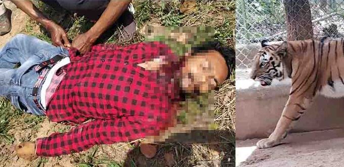 झारखंड: रांची के चिड़ियाघर में बाघ के बाड़े में कूदा युवक, बना शिकार, मंजर देखकर कांप उठे लोग