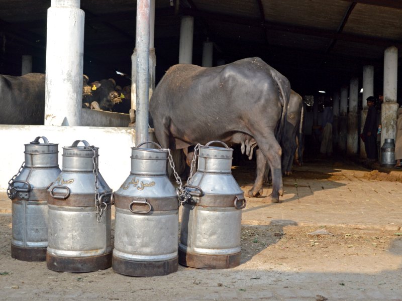 अर्थ जगत की 5 बड़ी खबरें: लॉकडाउन से देश के दूध कारोबार को जबर्दस्त चोट, दुनिया में जा सकता है आधे कामगारों का रोजगार