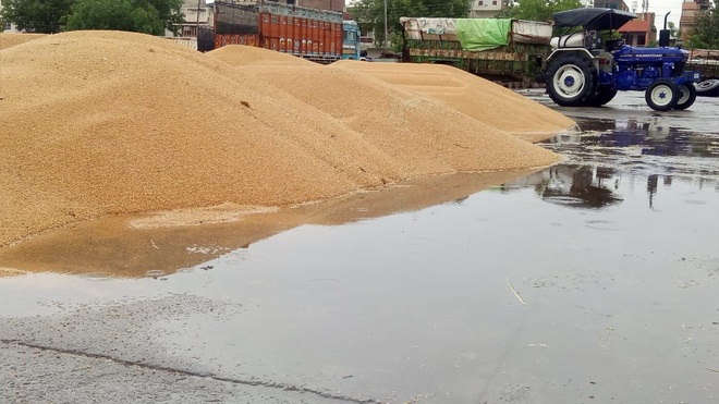 हरियाणा की मंडियों में बारिश में भीगा लाखों बोरी गेहूं, अब नमी की शर्त लगा खरीदारी से इनकार कर रही खट्टर सरकार