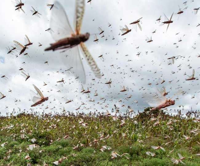 ‘टिड्डी सेना’ से सावधान! राजस्थान से ओडिशा तक किसानों के फसलें बर्बाद, देश के कई राज्य अलर्ट पर