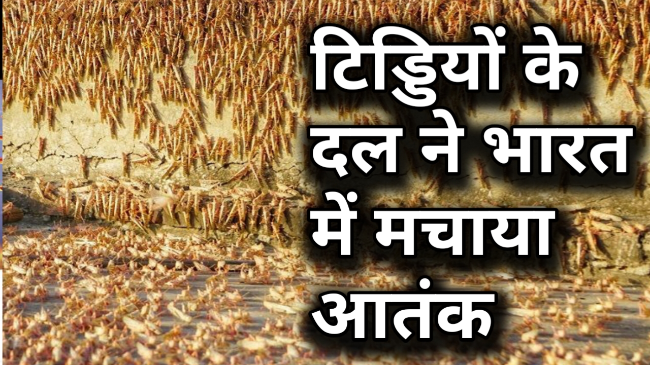 वीडियो: पाक से आए टिड्डी दल का भारत में हमला, जयपुर में टिड्डियों ने इस तरह मचाया आतंक!