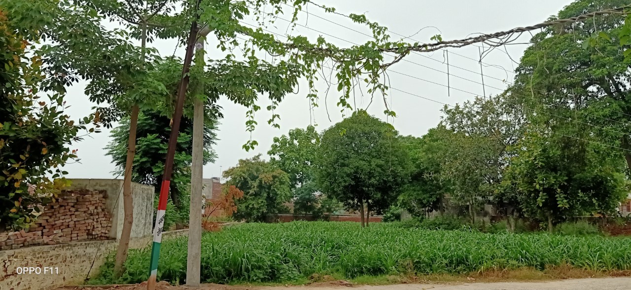 पतंजलि से सैकड़ों किमी दूर-दूर तक गायब हुई ‘गिलोय’, इसी जंगली झाड़ से रामदेव ने बनाई है कोरोना की ‘दवा’!
