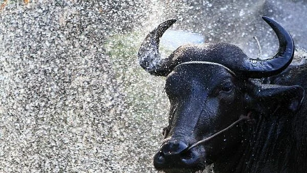 फोटो: IANS