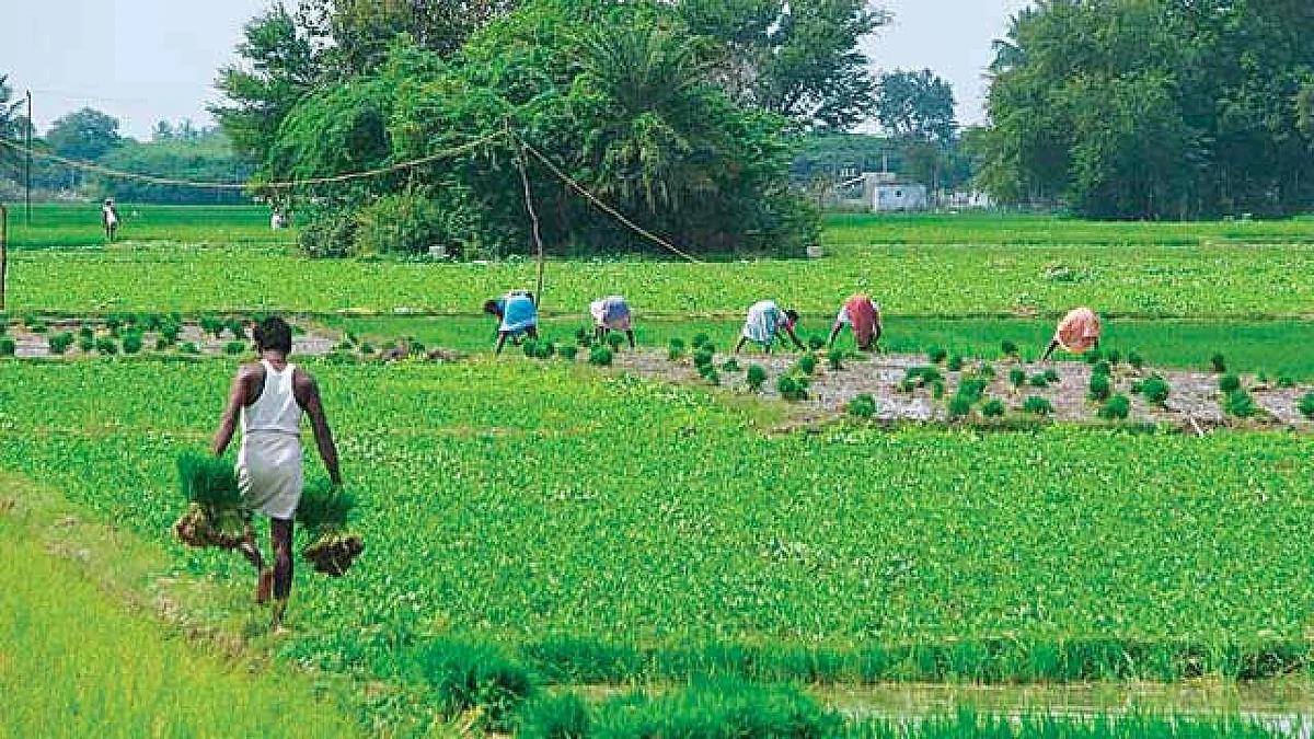 मृणाल पांडे का लेख: सरकार राजनीतिक लाभ-लोभ छोड़ खेती को जमीन पर उतारे, वरना घातक होंगे दूरगामी परिणाम