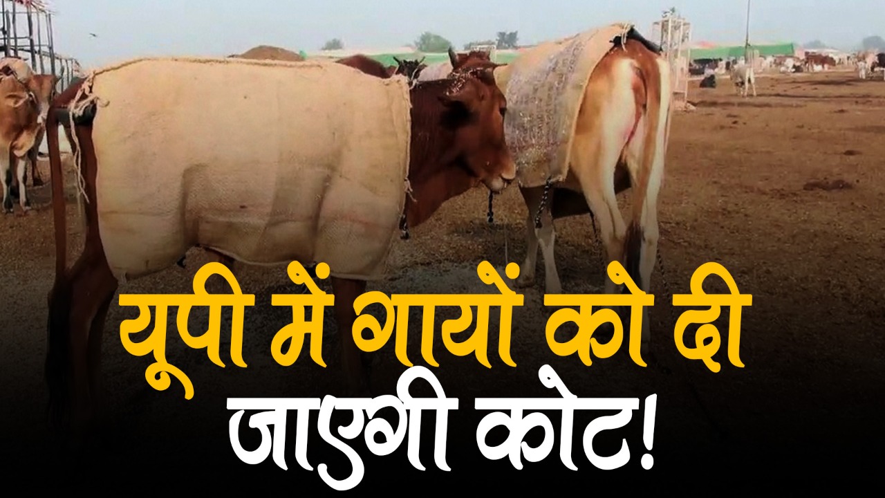 वीडियो: सर्दी से बचने के लिए यूपी में गायों को दी जाएगी कोट, अयोध्या में पशुशालाओं में आग जलाने के भी इंतजाम
