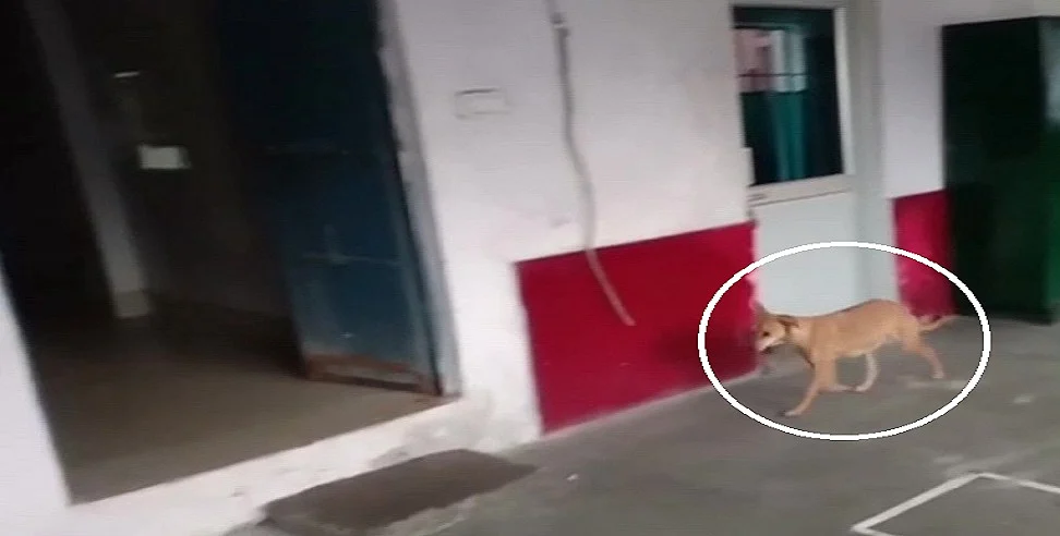 अजब यूपी की गजब कहानी! जिला अस्पताल में मरीजों के बेड पर ‘लेट’ गया कुत्ता, CMO ने कहा- ये बहुत...