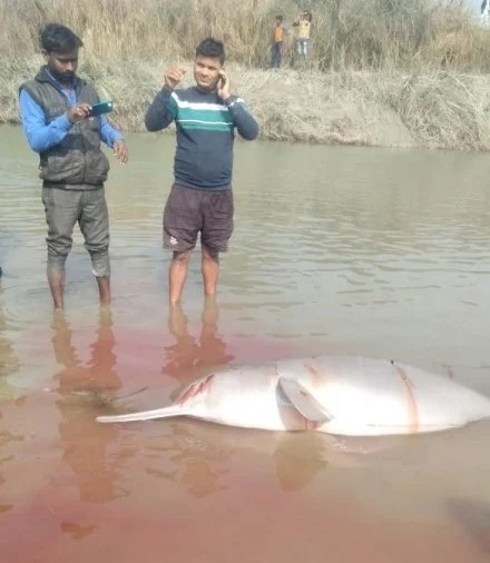 यूपी में लोगों ने डॉल्फिन को कुल्हाड़ी से काटकर मार डाला, वीडियो वायरल होने पर खुली बात