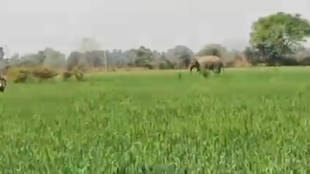 बिहार के नवादा में गजराज का उत्पात, अब तक 4 को कुचला, पकड़ में नहीं आने से दहशत में लोग
