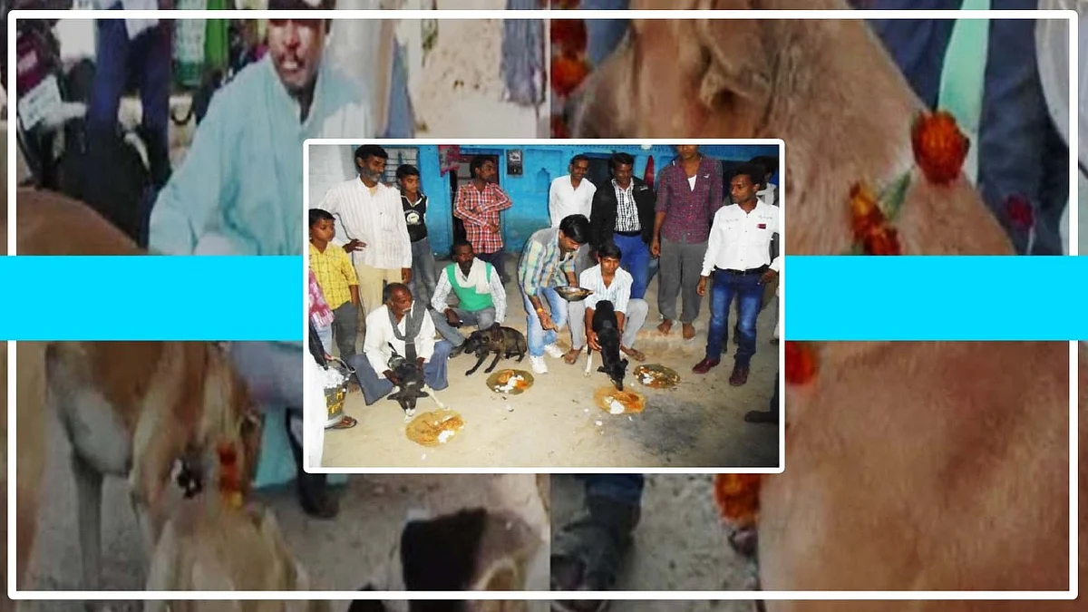 वीडियो: यहां कुत्तों को परोसा जाता है शुद्ध देसी घी वाला खाना, बिल्कुल अनूठी है इसके पीछे की कहानी