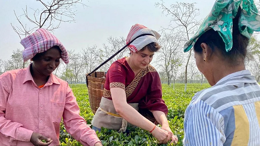 असम में प्रियंका गांधी ने चाय बागान के मजदूरों से की मुलाकात, टोकरी लगाकर तोड़ीं चाय की पत्तियां, देखें वीडियो